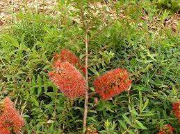 Melaleuca hypericifolia 'Ulladulla Beacon' 140mm