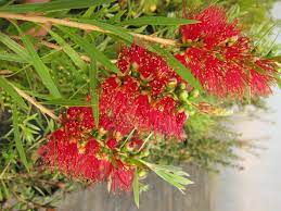 Callistemon viminalis 'Shannon' 140mm