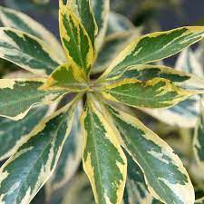 Hymenosporum flavum 'Gold Halo' 140mm
