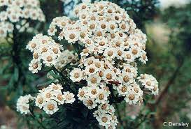 Ixodia achillaeoides Dwarf 140mm