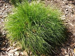 Lomandra 'Little Con' 140mm