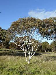 Eucalyptus Armillata 140mm