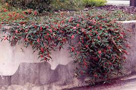 Grevillea 'Poorinda Royal Mantle' 140mm