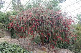 Callistemon phoeniceus 200mm