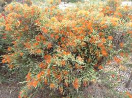 Beaufortia squarrosa 'Orange' 140mm
