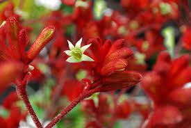 Anigozanthos rufus 'Frosty Red' 140mm