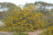 Acacia denticulosa 140mm