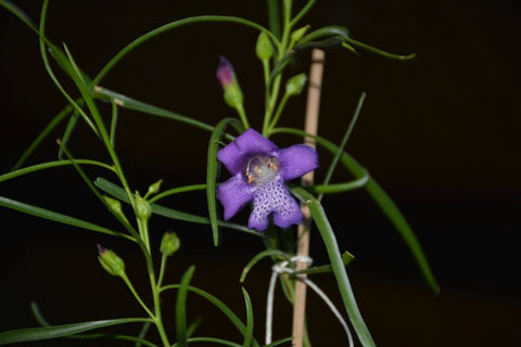 Eremophila 'Meringur Midnight' 200mm