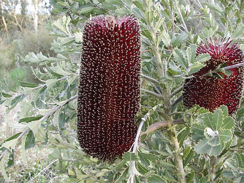 Banksia praemorsa 'Burgundy Red' 140mm