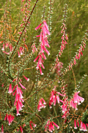 Epacris 'Nector Pink' 140mm