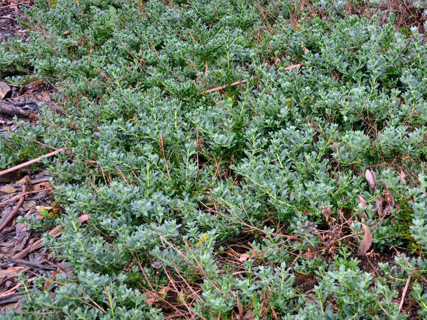Eremophila 'Purple Carpet' 140mm Great Ocean Road Nursery ABN 61907322965