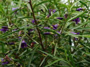 Eremophila 'Meringur Midnight' 200mm