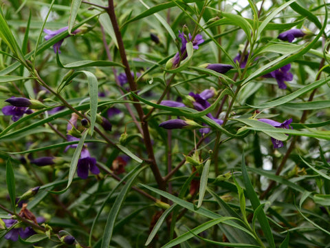 Eremophila 'Meringur Midnight' 200mm