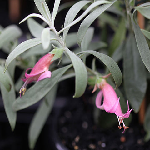 Eremophila 'Yanna Wonder' 140mm