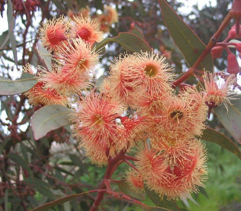 Eucalyptus 'Torwood' 140mm