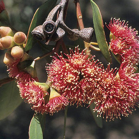 Eucalyptus Cernua 140mm