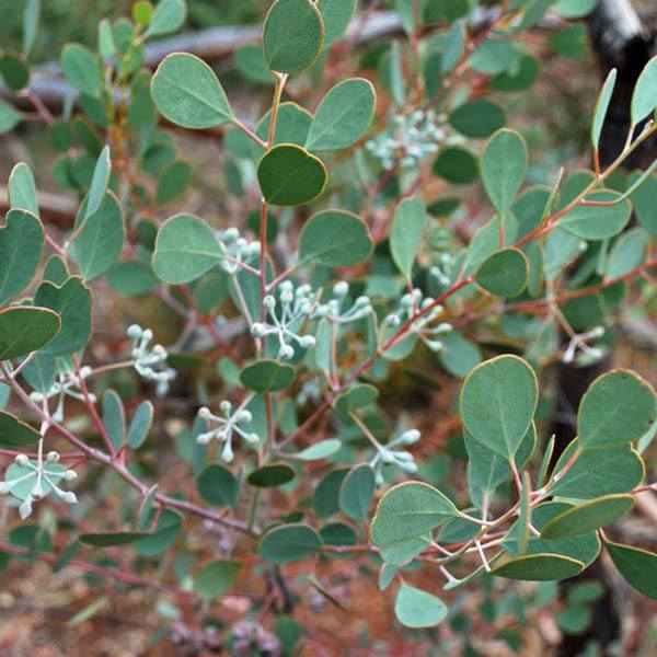 Eucalyptus crucis 140mm