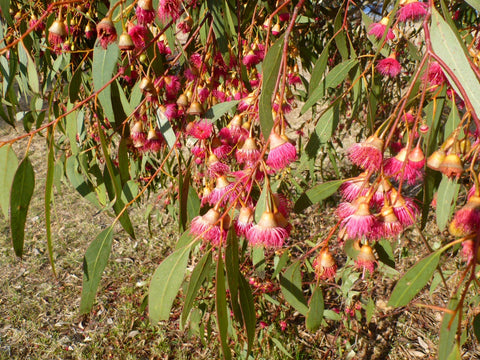 Eucalyptus Leucoxylon Megalocarpa 'Red Flower Gum' 140mm