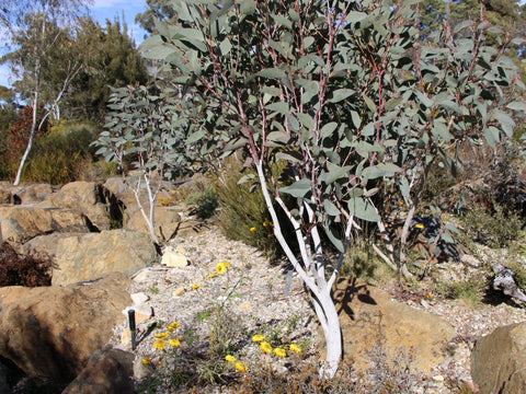 Eucalyptus pauciflora 'Snow Gum' dwarf form 140mm