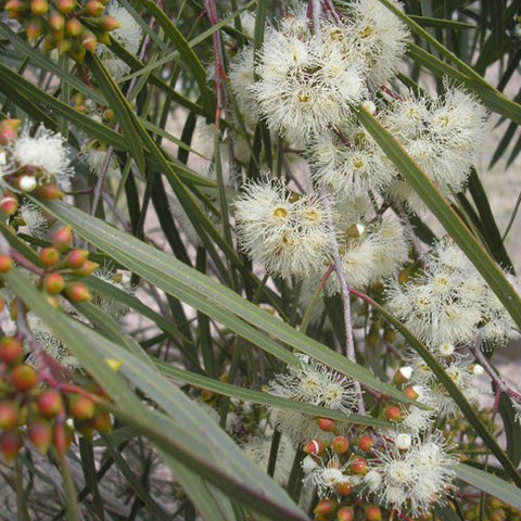 Eucalytpus 'Winter Lights' 200mm