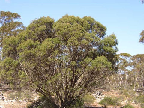 Melaleuca lanceolata 'Moonah' 35L