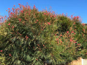 Grevillea Elegance 200mm