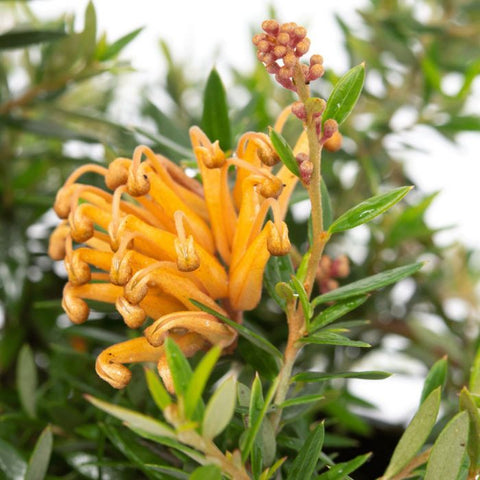 Grevillea juniperina 'Primrose Carpet'