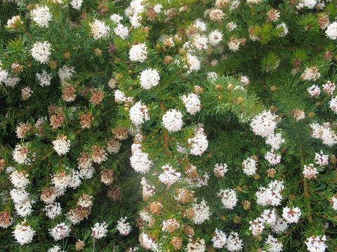 Grevillea crithmifolia Prostrate 200mm