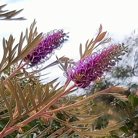 Grevillea 'Dorothy Gordon' 200mm