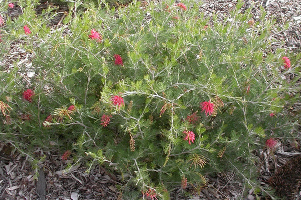 Grevillea 'Ellendale' 140mm