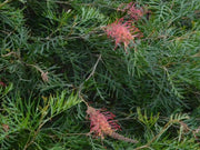 Grevillea 'Coconut Ice' 140mm