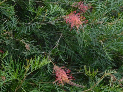 Grevillea 'Coconut Ice' 140mm