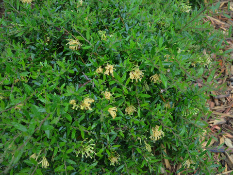 Grevillea Goldfever 140mm