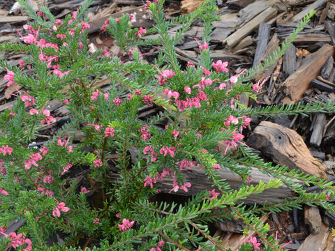 Grevillea lanigera 'Celia' 140mm