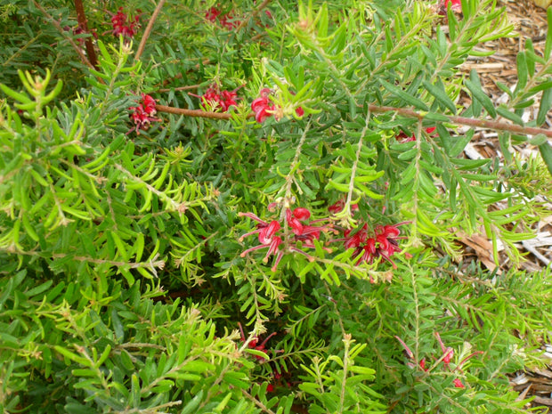 Grevillea 'Mallee Cherie' 140mm