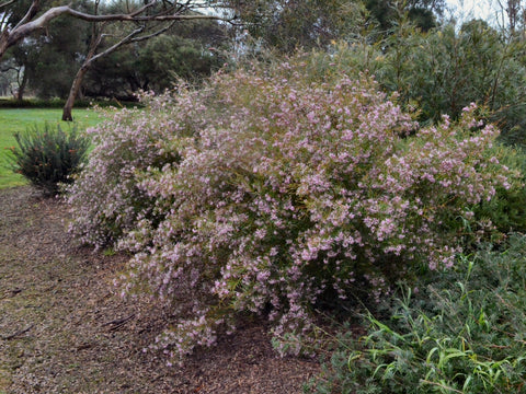 Grevillea sericea 140mm