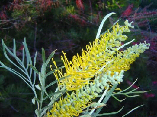 Grevillea Bush Lemons Grafted 200mm
