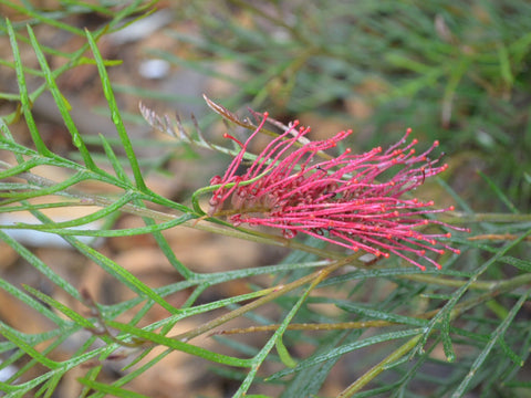 Grevillea 'Red Hooks' 200mm