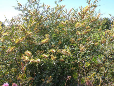 Grevillea 'Strawberry Blonde' 200mm