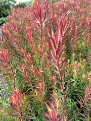 Leucadendron 'Gypsy Red' 140mm