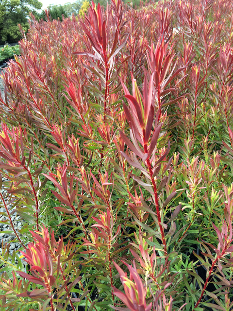Leucadendron 'Gypsy Red' 140mm