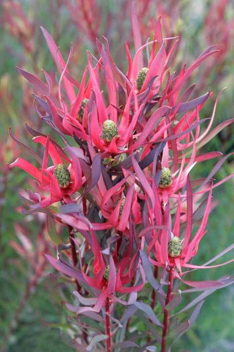 Leucadendron 'Gypsy Red' 140mm
