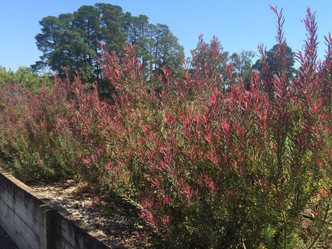 Leucadendron 'Gypsy Red' 140mm