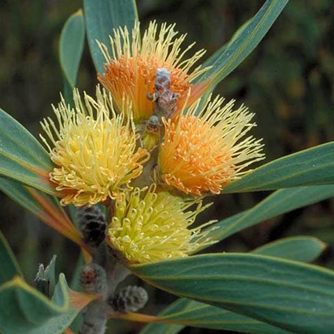 Hakea cinerea 140mm