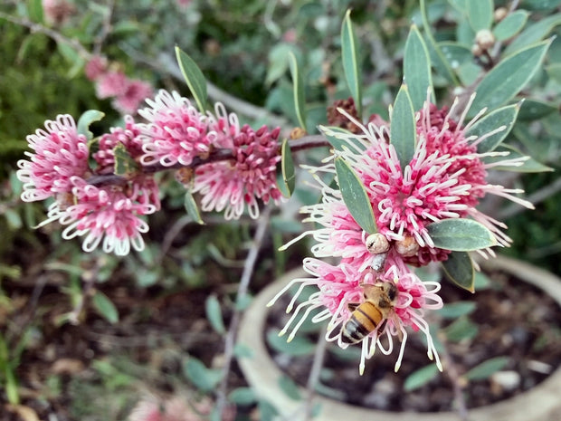 Hakea 'Burrendong Beauty' 140mm