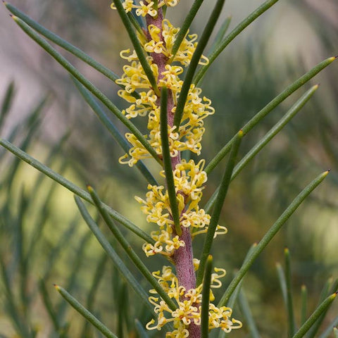 Hakea Nodosa 140mm