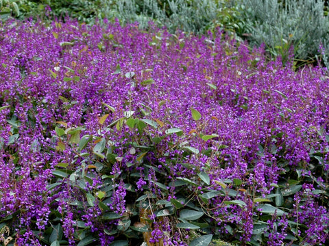 Hardenbergia Violacea 'Sea Of Purple' 140mm