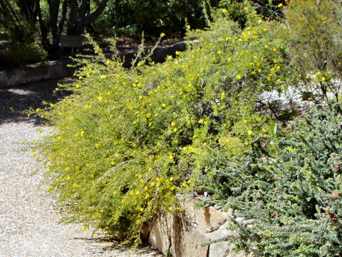 Hibbertia pedunculata 140mm