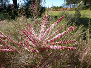 Hypocalymma angustifolium 200mm