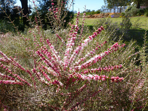 Hypocalymma angustifolium 200mm
